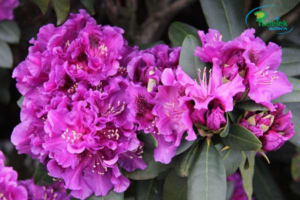 Rhododendron Jonathan Shaw